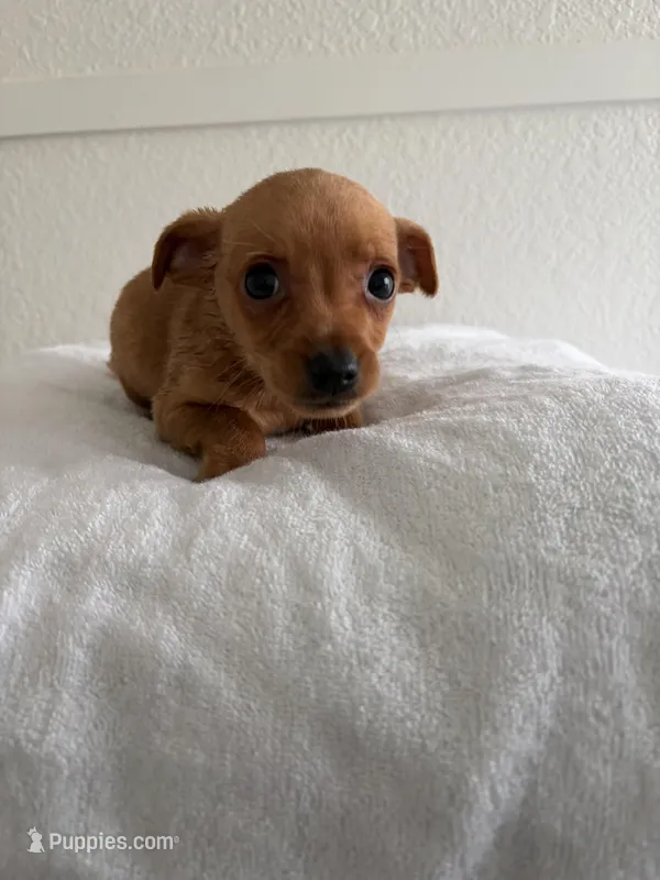 Milo, a male Chihuahua for sale in Stockton, CA – Photo 1 of 5