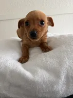 Milo, a male Chihuahua for sale in Stockton, CA – Photo 5 of 5