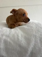 Milo, a male Chihuahua for sale in Stockton, CA – Photo 3 of 5