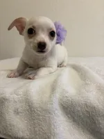 Cutie, a female Chihuahua for sale in Stockton, CA – 9 of 9