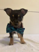 Genesis, a male Chihuahua for sale in Stockton, CA – 7 of 7
