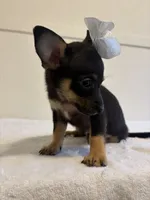 Yazmine, a female Chihuahua for sale in Stockton, CA – 3 of 4
