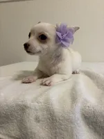 Cutie, a female Chihuahua for sale in Stockton, CA – 6 of 9