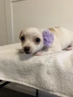 Cutie, a female Chihuahua for sale in Stockton, CA – 8 of 9
