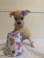Unique, a female Chihuahua for sale in Stockton, CA – 6 of 6