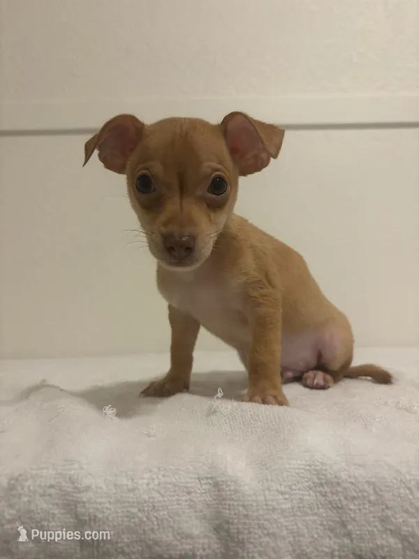 Markus – Chihuahua puppy for sale in Stockton, CA