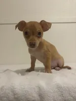 Markus, a male Chihuahua for sale in Stockton, CA – 1 of 5