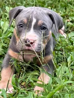 Cracker, a male American Bully for sale in Silex, MO – 1 of 1