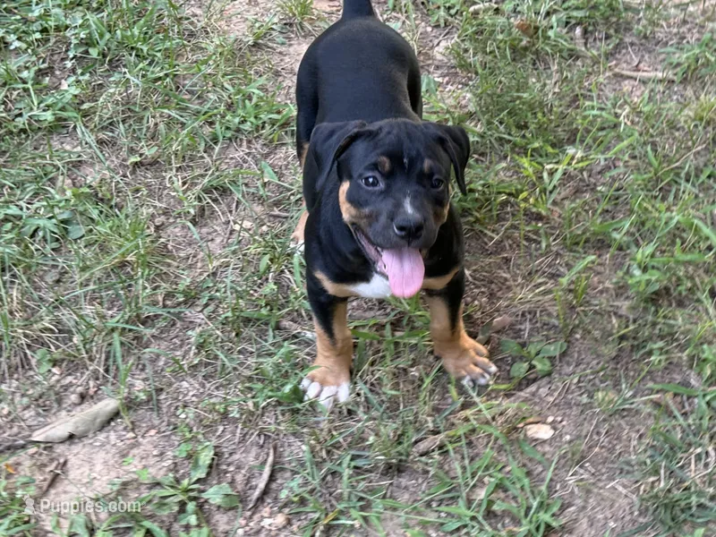 Uzi – American Bully puppy for sale in Silex, MO