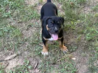 Uzi, a female American Bully for sale in Silex, MO – 1 of 1