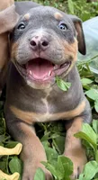 Blu, a female American Bully for sale in Silex, MO – 1 of 1
