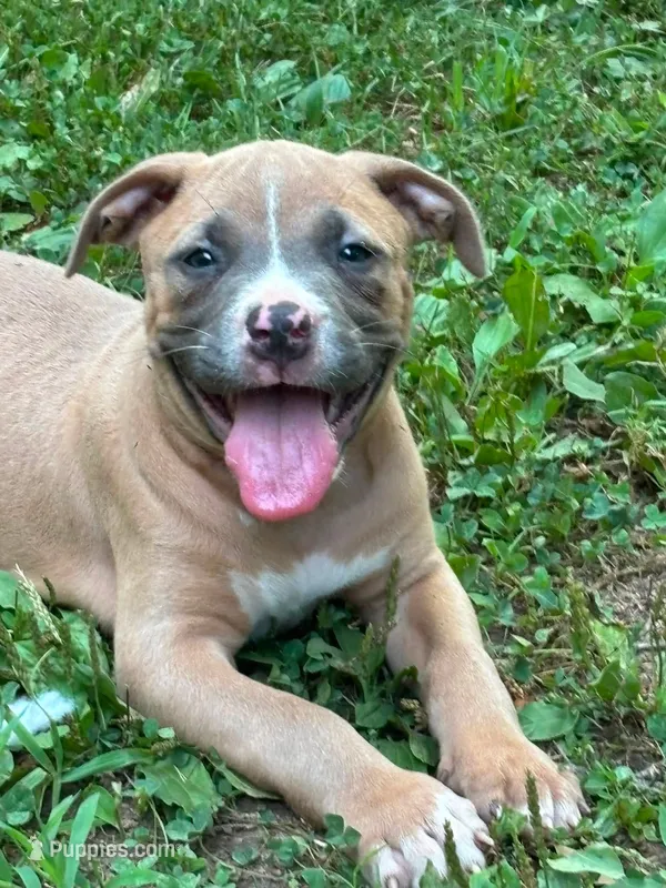 Smore – American Bully puppy for sale in Silex, MO