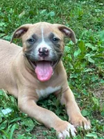 Smore, a female American Bully for sale in Silex, MO – 1 of 1