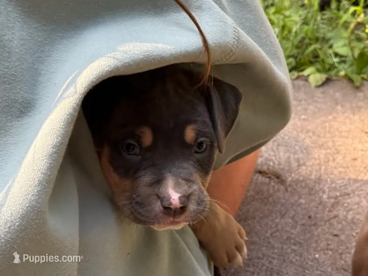 River – American Bully puppy for sale in Silex, MO