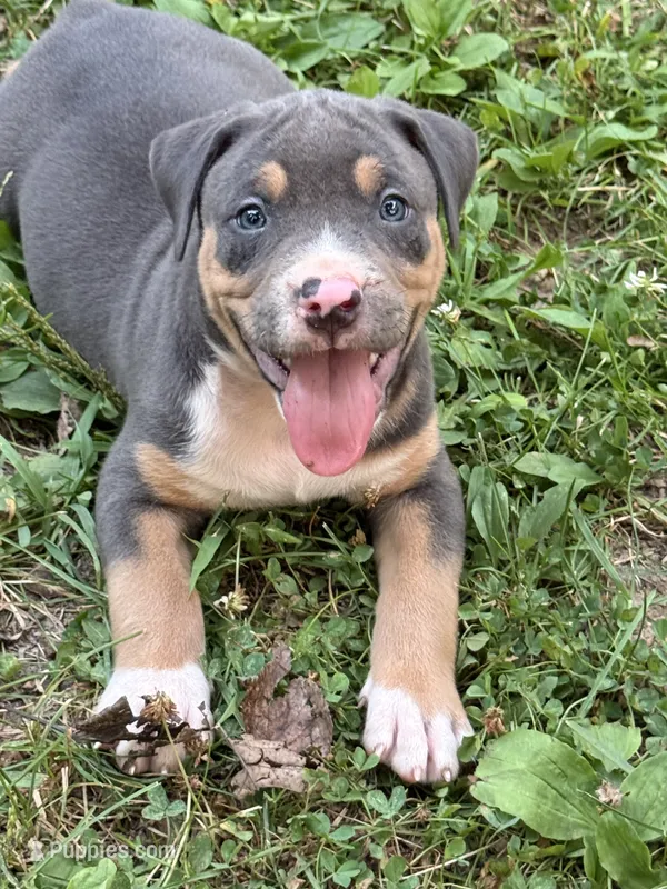 Deigo  – American Bully puppy for sale in Silex, MO