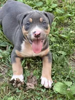 Deigo , a male American Bully for sale in Silex, MO – 1 of 1