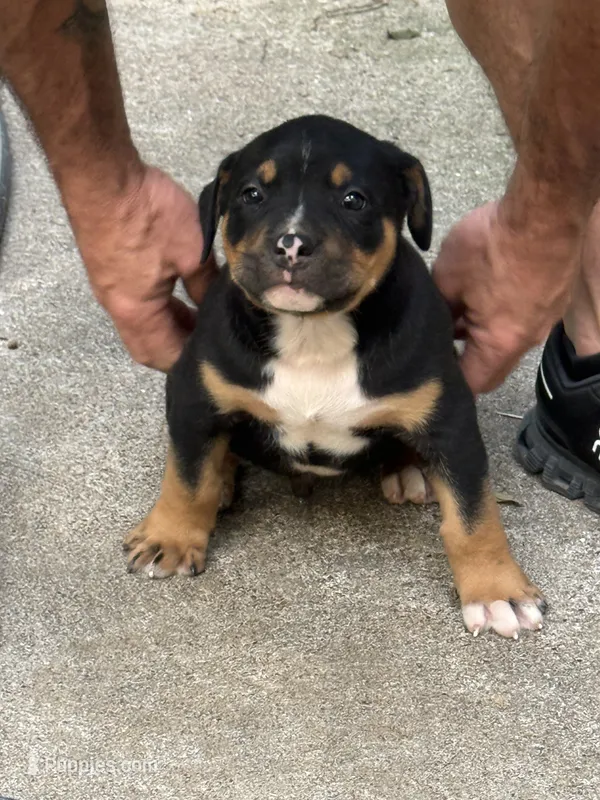 Onyx – American Bully puppy for sale in Silex, MO
