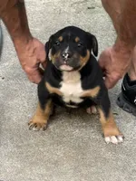 Onyx, a male American Bully for sale in Silex, MO – 1 of 1