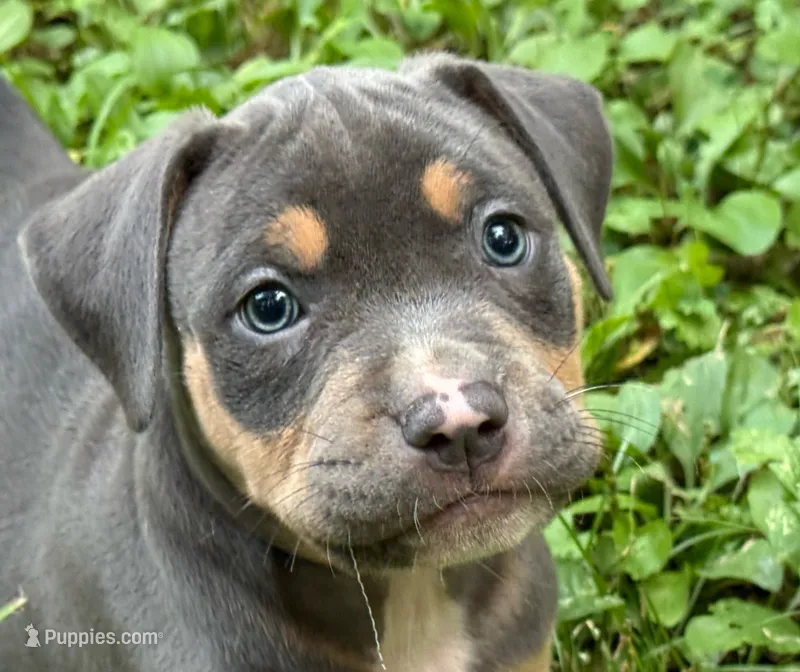 Cyn – American Bully puppy for sale in Silex, MO