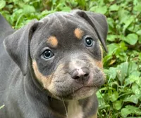 Cyn, a female American Bully for sale in Silex, MO – 1 of 1
