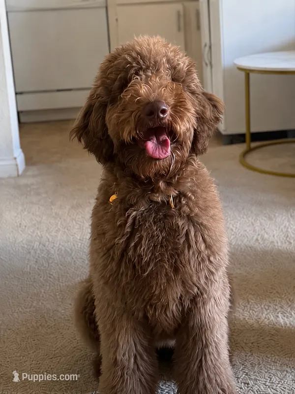 Chocolate rare color Bella – Goldendoodle puppy for sale in West Hollywood, CA