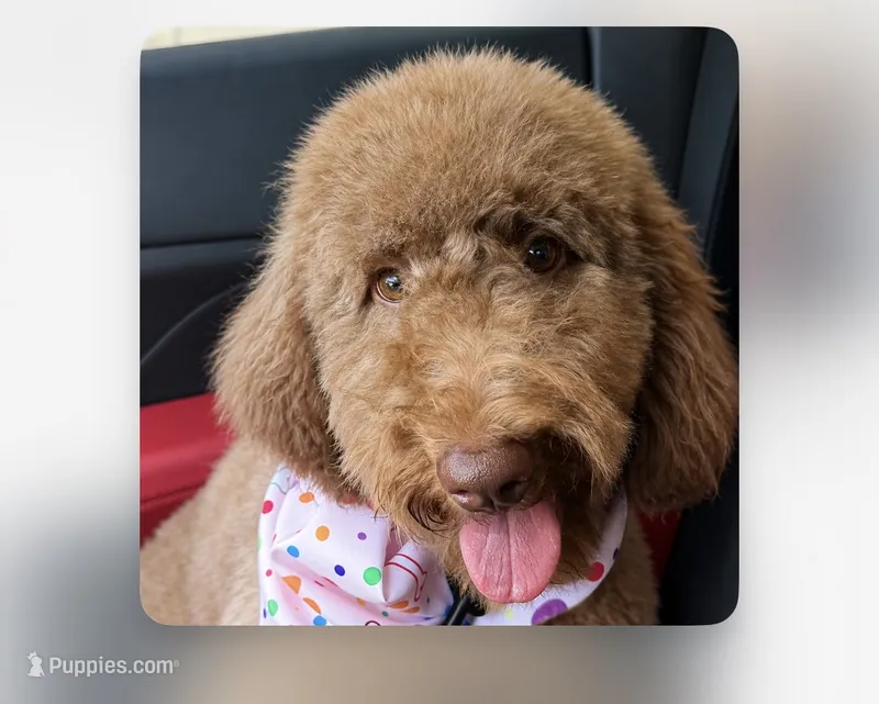 Chocolate rare color Bella – Goldendoodle puppy for sale in West Hollywood, CA
