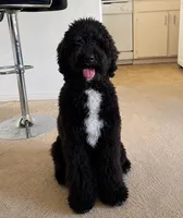 Bruno, a male Goldendoodle for sale in West Hollywood, CA – 1 of 1