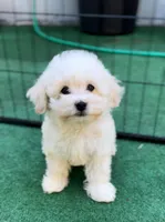Charlie, a male Maltipoo and Poodle - Toy  for sale in Orlando, FL – Photo 3 of 4