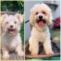 Charlie, a male Maltipoo and Poodle - Toy  for sale in Orlando, FL – Photo 4 of 4