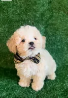 Charlie, a male Maltipoo and Poodle - Toy  for sale in Orlando, FL – Photo 2 of 4