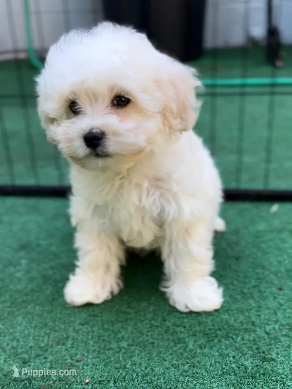 Charlie – Maltipoo, Poodle - Toy  puppy for sale in Orlando, FL