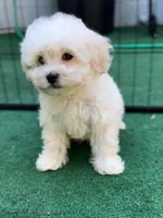 Charlie, a male Maltipoo and Poodle - Toy  for sale in Orlando, FL – Photo 1 of 4