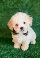 Charlie, a male Maltipoo and Poodle - Toy  for sale in Orlando, FL – Photo 1 of 4
