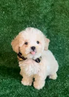Charlie, a male Maltipoo and Poodle - Toy  for sale in Orlando, FL – Photo 3 of 4
