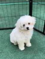 Charlie, a male Maltipoo and Poodle - Toy  for sale in Orlando, FL – Photo 2 of 4
