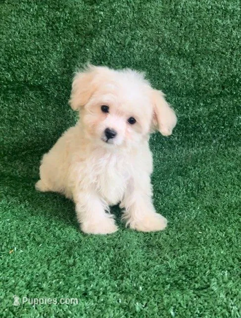 Buddy – Maltipoo, Poodle - Toy  puppy for sale in Orlando, FL