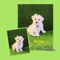 Buddy, a male Maltipoo and Poodle - Toy  for sale in Orlando, FL – Photo 1 of 2
