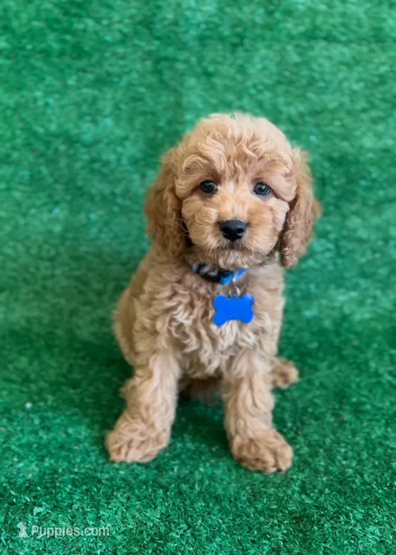 Milo  – Cavapoo, Poodle - Miniature  puppy for sale in Orlando, FL