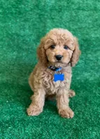 Milo , a male Cavapoo and Poodle - Miniature  for sale in Orlando, FL – Photo 1 of 3