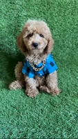 Milo , a male Cavapoo and Poodle - Miniature  for sale in Orlando, FL – Photo 2 of 3