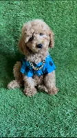 Milo , a male Cavapoo and Poodle - Miniature  for sale in Orlando, FL – Photo 3 of 3