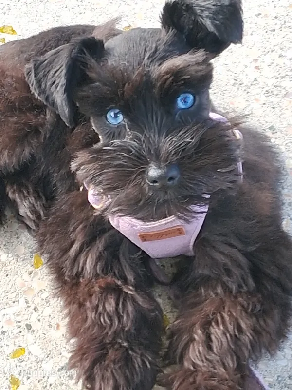 Kalea – Miniature Schnauzer puppy for sale in Long Beach, CA
