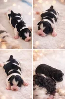 Adorable, black and white, a female Cocker Spaniel for sale in Seattle, WA – Photo 4 of 10