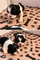 Adorable, black and white, a female Cocker Spaniel for sale in Seattle, WA – Photo 10 of 10