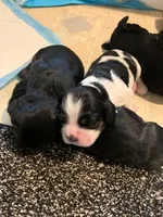 Adorable, black and white, a female Cocker Spaniel for sale in Seattle, WA – Photo 3 of 10