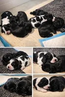 Adorable, black and white, a female Cocker Spaniel for sale in Seattle, WA – Photo 8 of 10