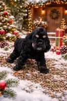 Adorable, black and white, a female Cocker Spaniel for sale in Seattle, WA – Photo 9 of 10