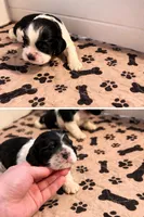 Adorable, black and white, a female Cocker Spaniel for sale in Seattle, WA – Photo 6 of 10