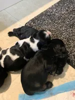 Adorable, black and white, a female Cocker Spaniel for sale in Seattle, WA – Photo 2 of 10