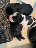 Adorable, black and white, a female Cocker Spaniel for sale in Seattle, WA – Photo 5 of 10